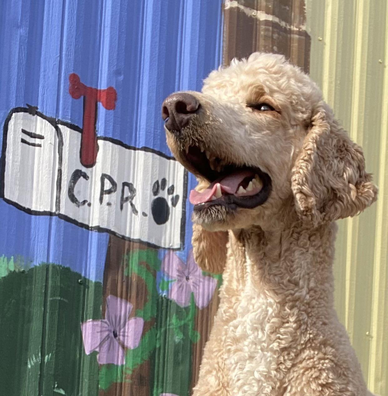 Enlarge Levi Jan 25, a Adoptable Standard Poodle in Pacolet, SC image 1/3