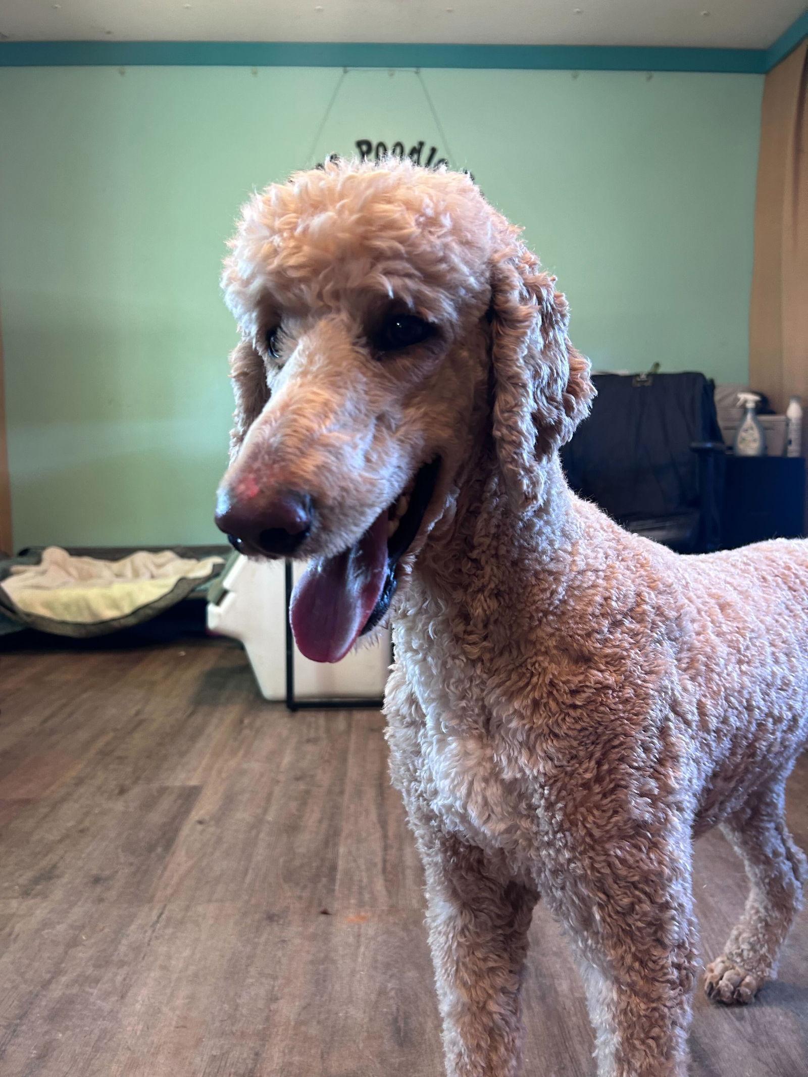 Enlarge Levi Jan 25, a Adoptable Standard Poodle in Pacolet, SC image 2/3