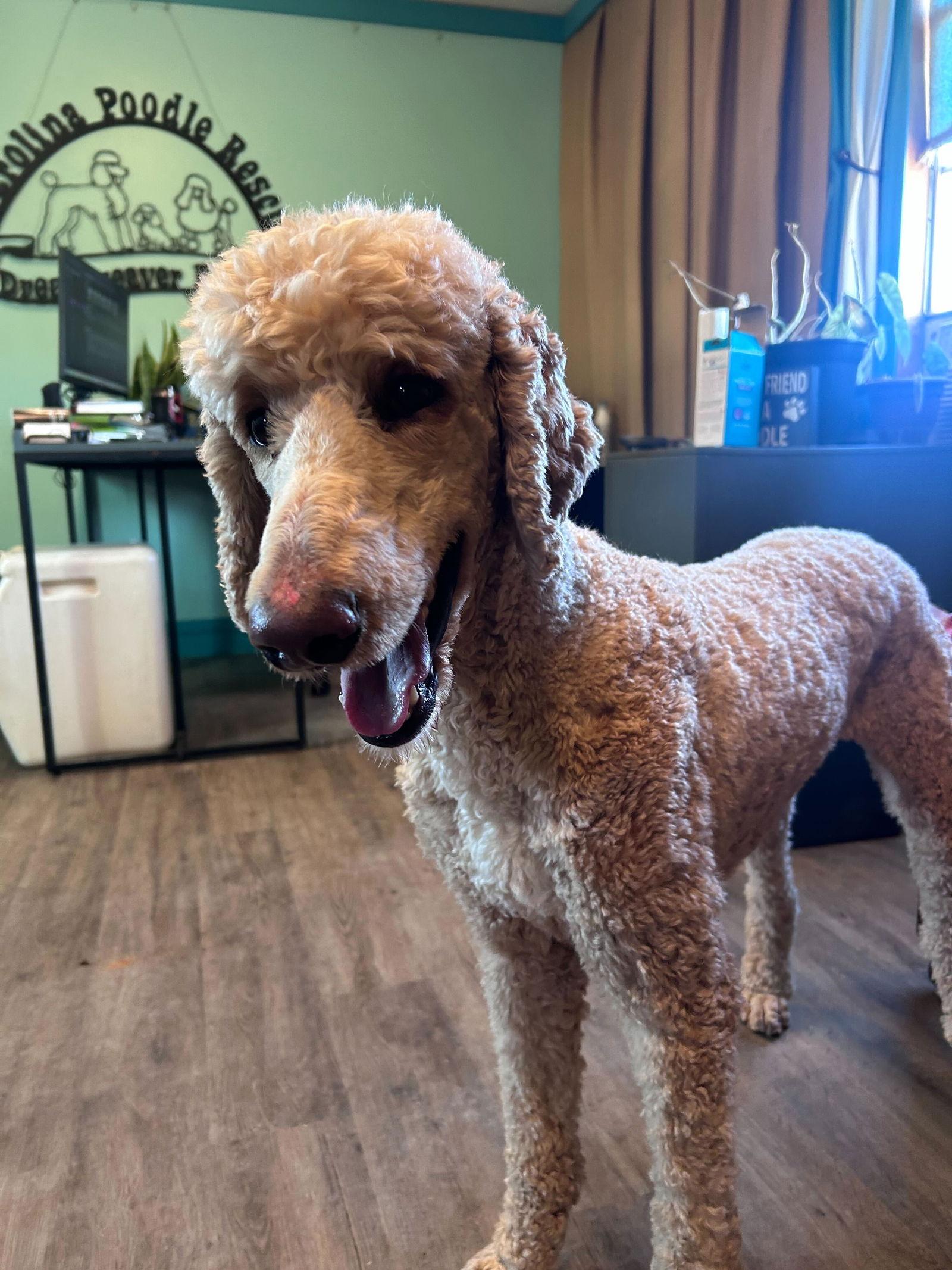 Enlarge Levi Jan 25, a Adoptable Standard Poodle in Pacolet, SC image 3/3