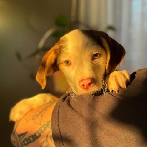 Bronze, Adoptable, Puppy Male Mixed Breed.