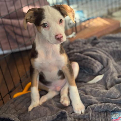 Enlarge Bronze, a Adoptable mixed breed in Toms River, NJ image 2/6