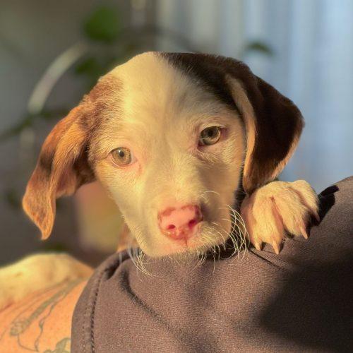 Enlarge Bronze, a Adoptable mixed breed in Toms River, NJ image 3/6