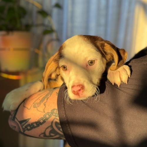 Enlarge Bronze, a Adoptable mixed breed in Toms River, NJ image 4/6