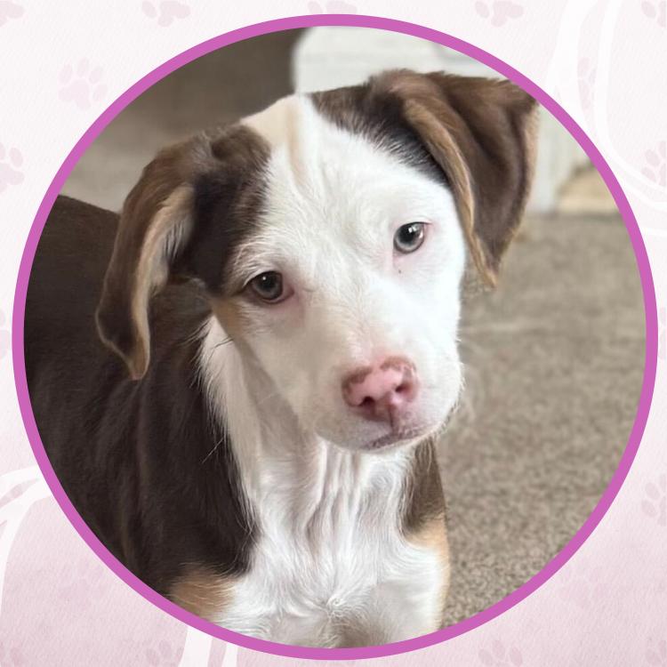 Enlarge Bronze, a Adoptable mixed breed in Toms River, NJ image 5/6