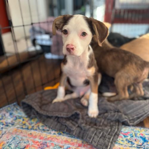 Enlarge Bronze, a Adoptable mixed breed in Toms River, NJ image 6/6