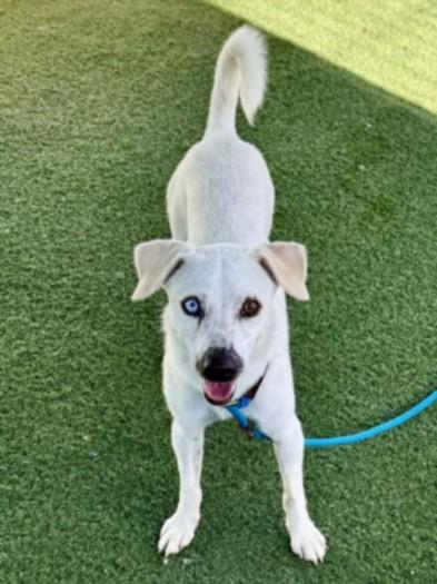 KIDRON, Adoptable, Adult Male Chihuahua.