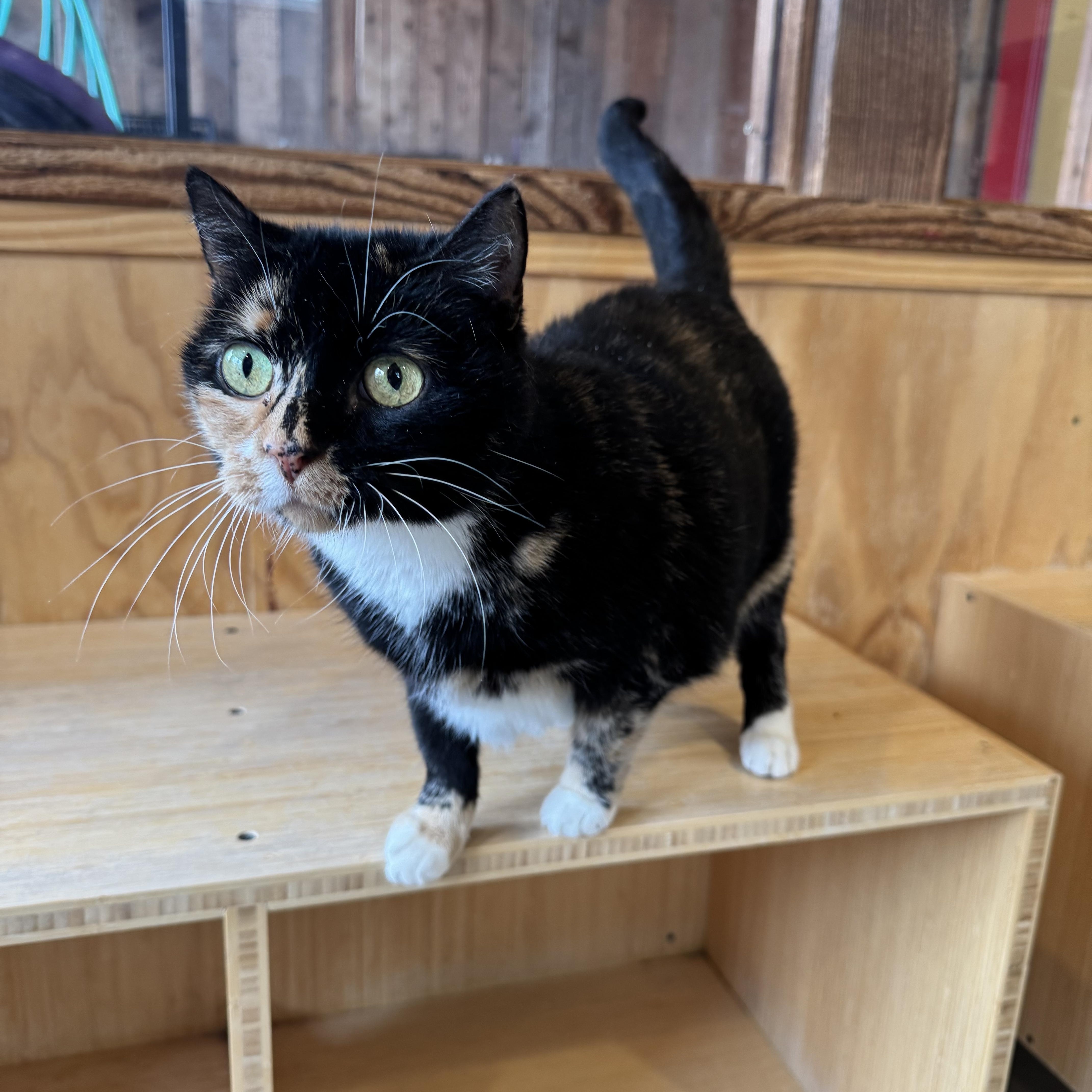 Enlarge Casserole, a ADOPTABLE Domestic Short Hair in Jackson, WY image 1/1