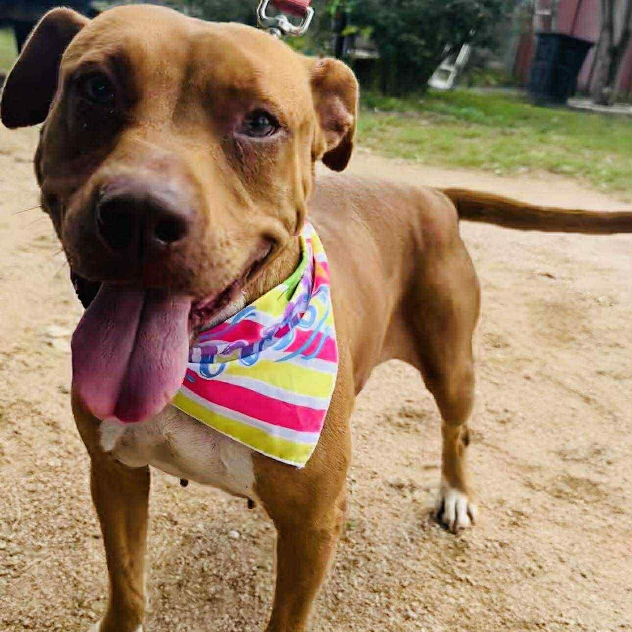 Enlarge Ginger, a Adoptable mixed breed in Highland, MI image 3/6