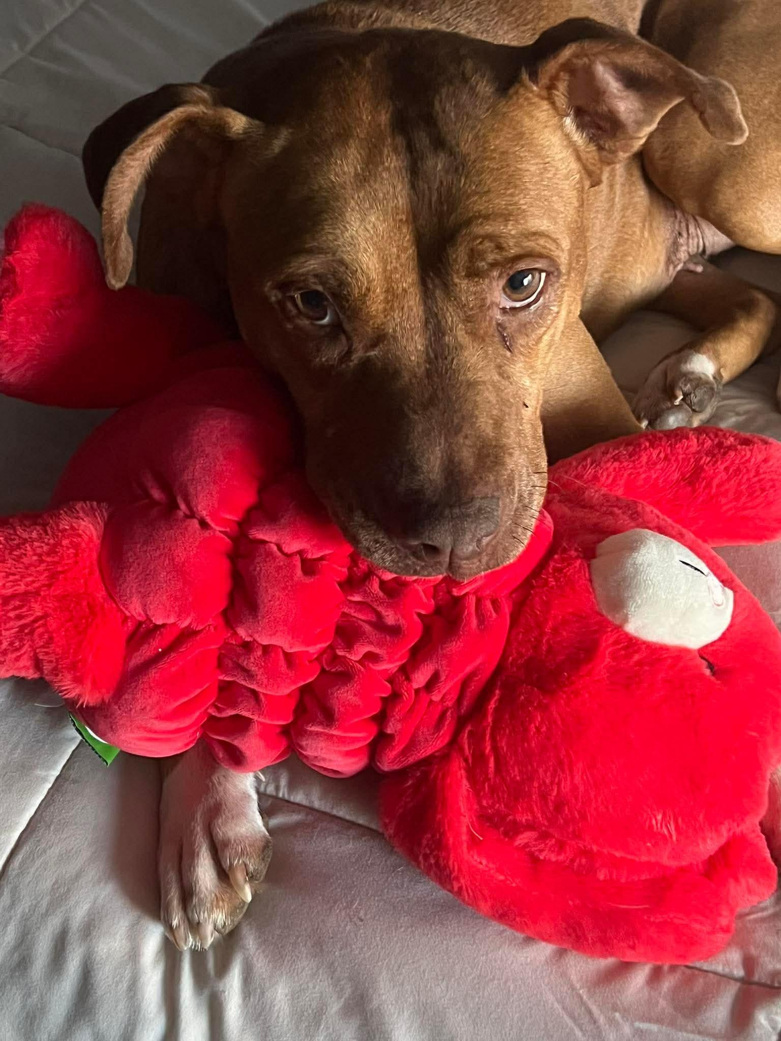 Enlarge Ginger, a Adoptable mixed breed in Highland, MI image 1/6