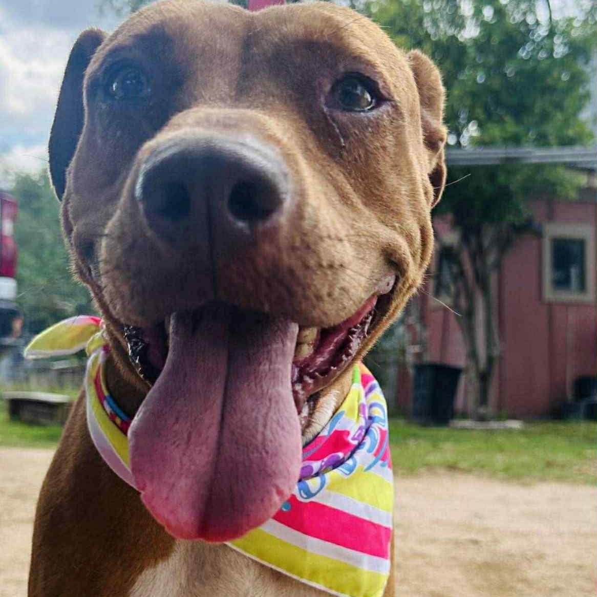 Enlarge Ginger, a Adoptable mixed breed in Highland, MI image 5/6