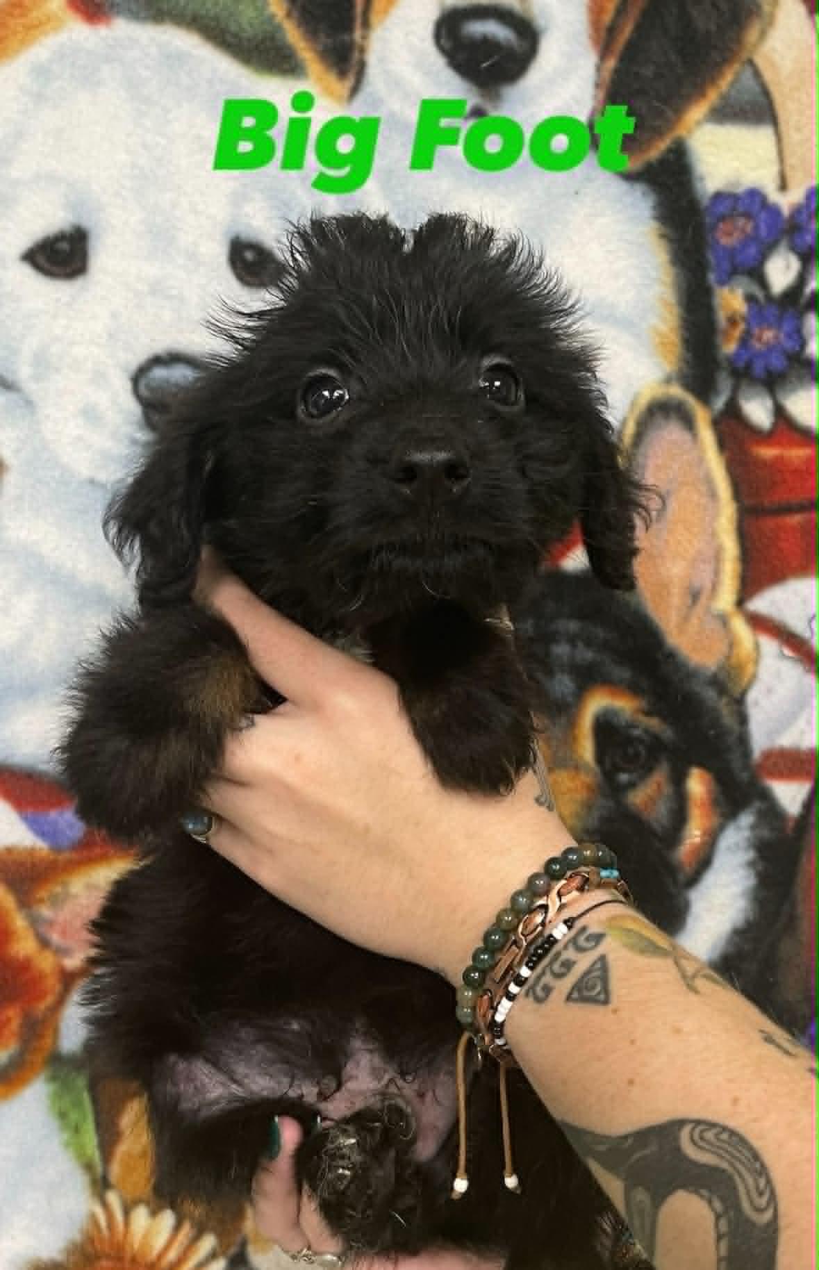 Big Foot, adopted, Puppy Male Goldendoodle & Shepherd.