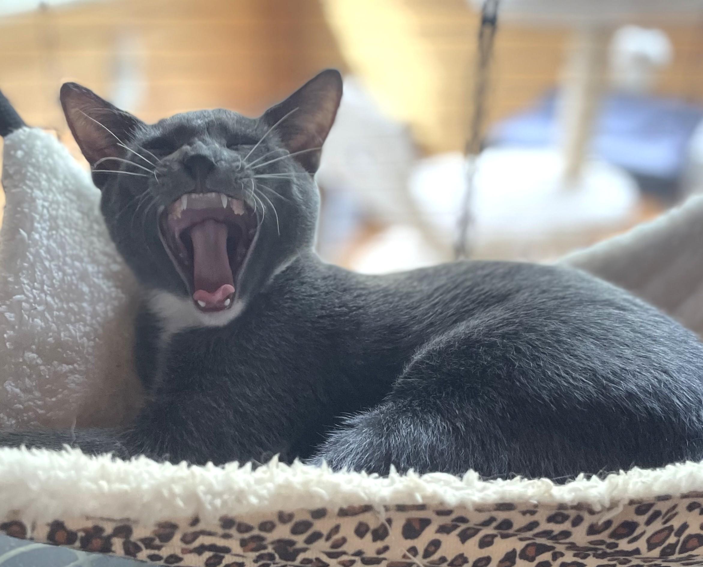 Enlarge Lieutenant Dan, a Adoptable Domestic Short Hair in Charlotte, NC image 3/5