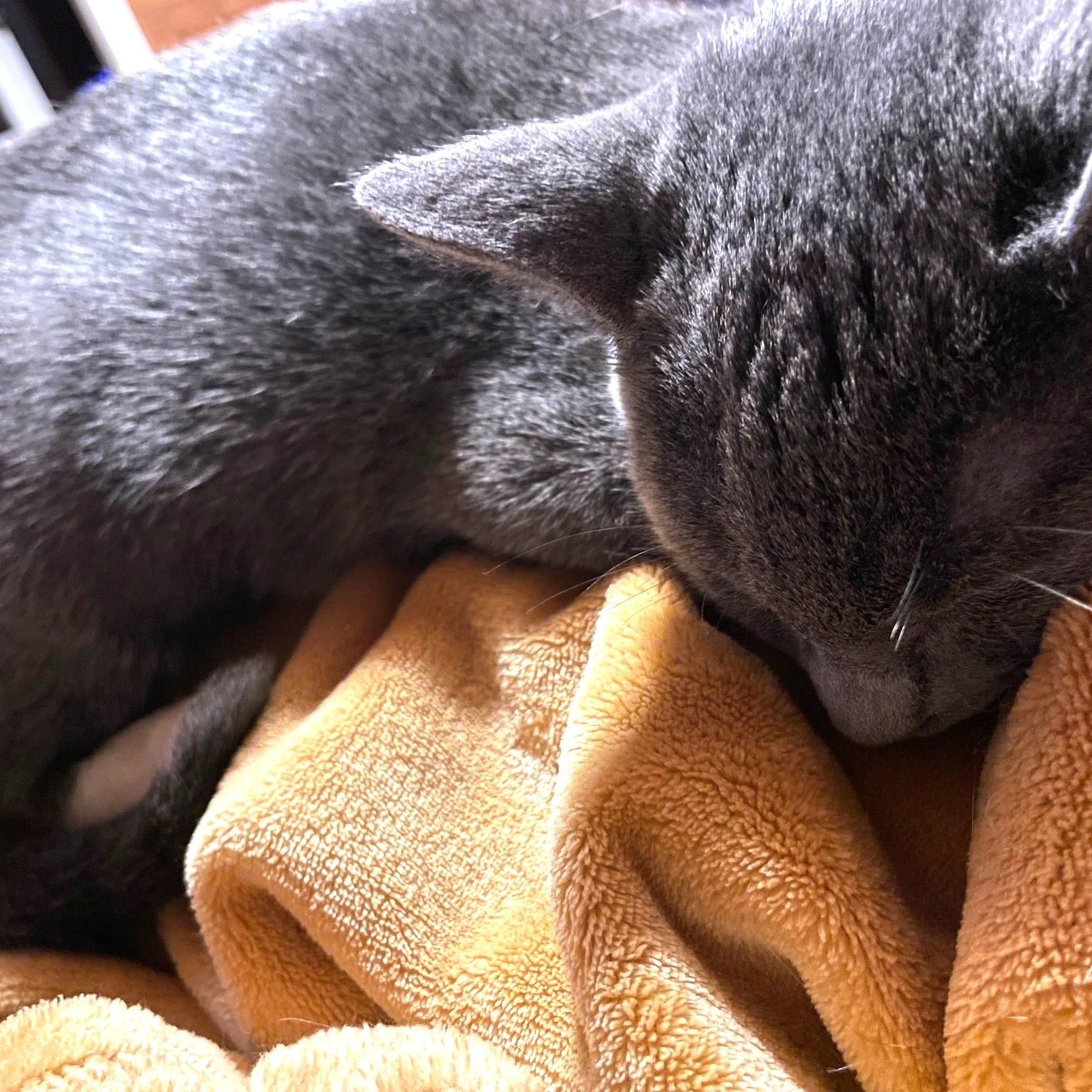 Enlarge Lieutenant Dan, a Adoptable Domestic Short Hair in Charlotte, NC image 4/5