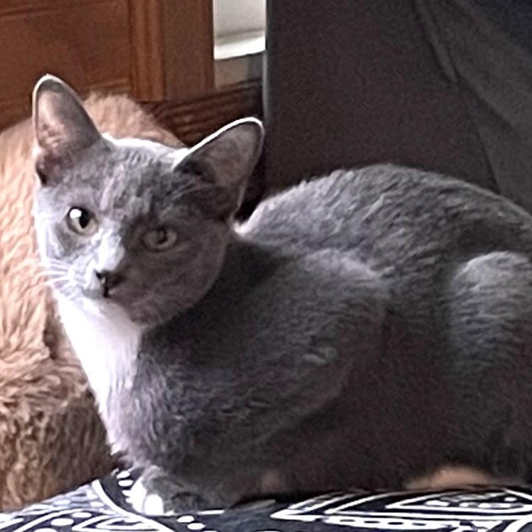 Enlarge Lieutenant Dan, a Adoptable Domestic Short Hair in Charlotte, NC image 2/5