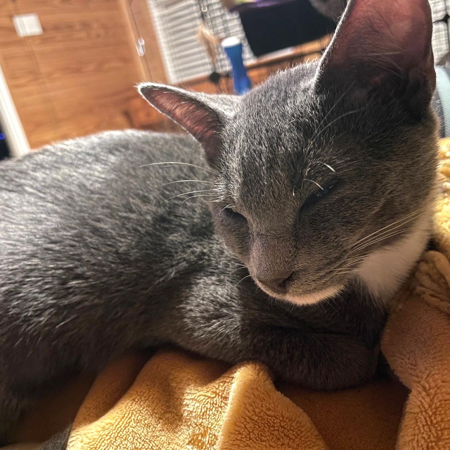 Lieutenant Dan, Adoptable, Young Male Domestic Short Hair.