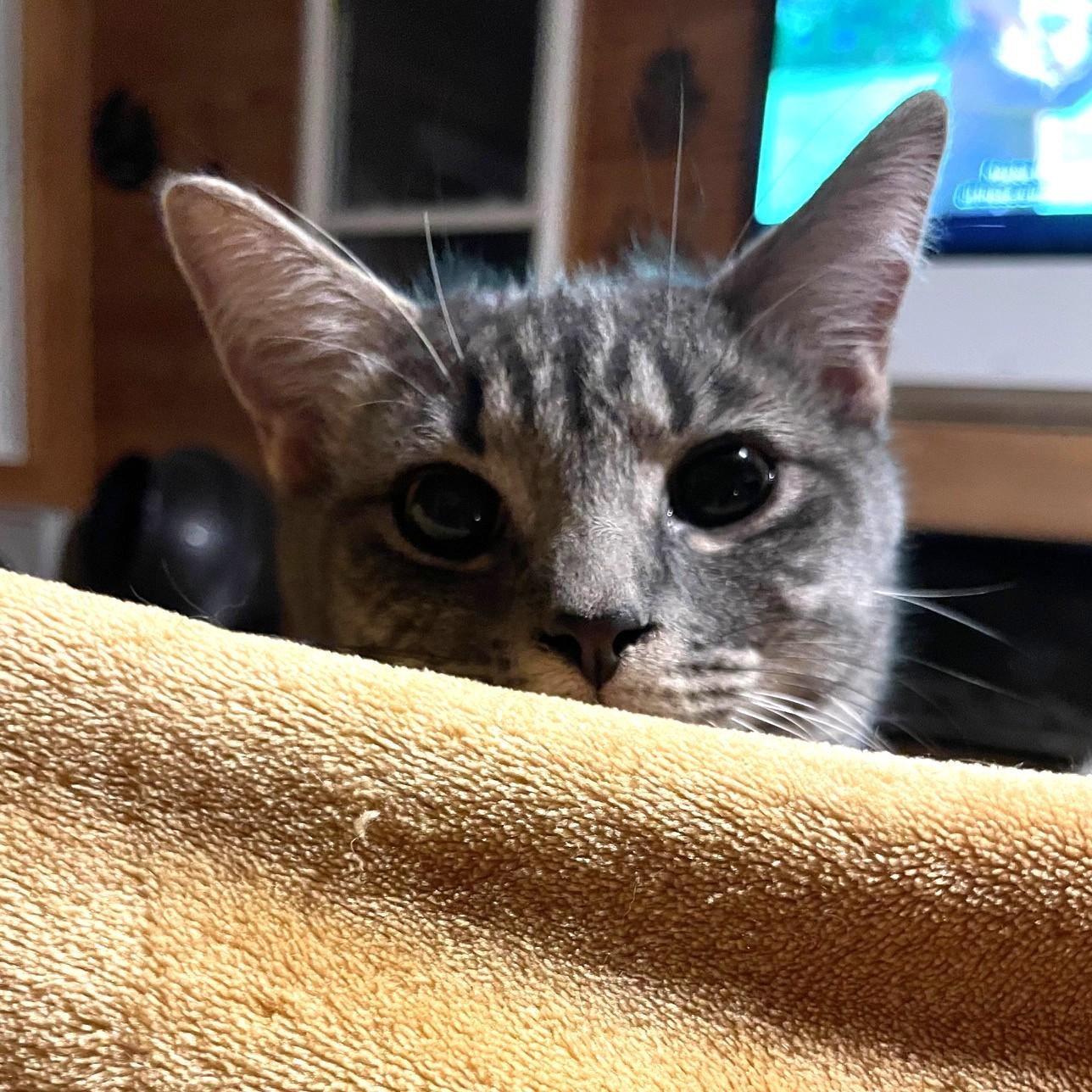 Enlarge Lieutenant Dan, a Adoptable Domestic Short Hair in Charlotte, NC image 5/5