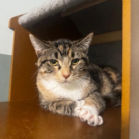 Enlarge Buffy, a Adoptable Domestic Short Hair in Hutchinson, MN image 1/4