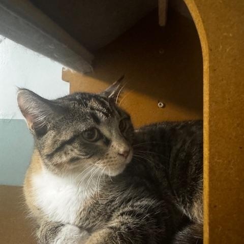 Enlarge Buffy, a Adoptable Domestic Short Hair in Hutchinson, MN image 3/4