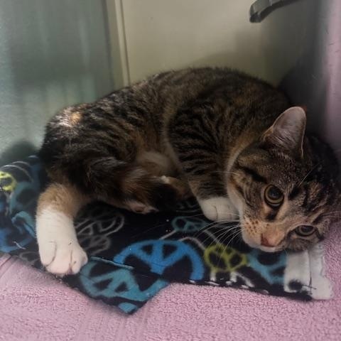 Enlarge Buffy, a Adoptable Domestic Short Hair in Hutchinson, MN image 2/4