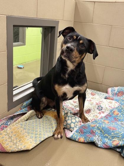 Vector, Adoptable, Young Male Mixed Breed & Mixed Breed.