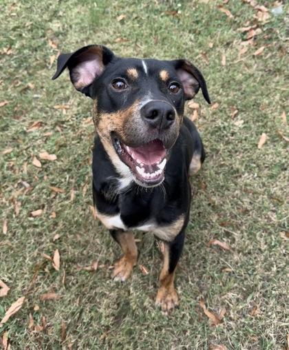 Vector, a Adoptable Mixed Breed in Knoxville, TN image 2/3