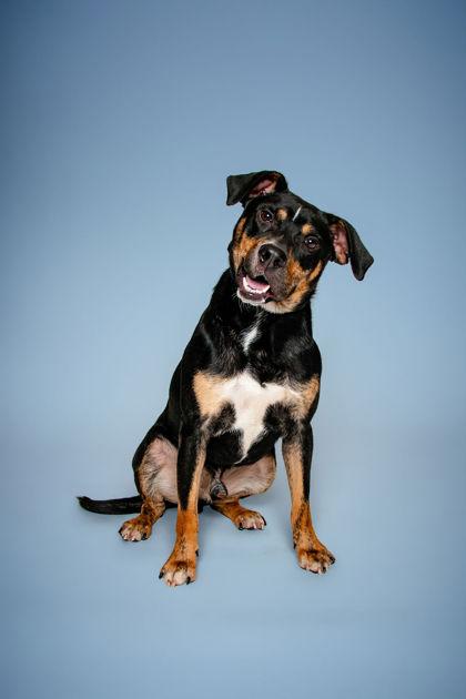 Vector, Adoptable, Young Male Mixed Breed & Mixed Breed.