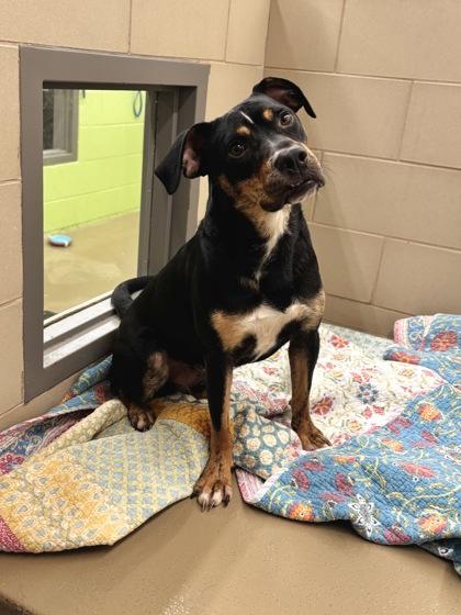 Vector, a Adoptable Mixed Breed in Knoxville, TN image 3/3