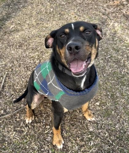 Vector, Adoptable, Young Male Mixed Breed & Mixed Breed.