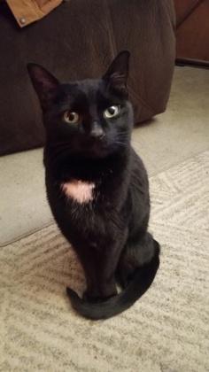 Lydia, Adoptable, Adult Female Domestic Short Hair & Domestic Short Hair.