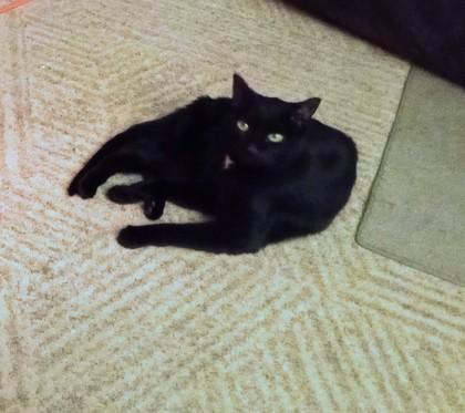 Enlarge Lydia, a Adoptable mixed breed in Columbus, OH image 2/3