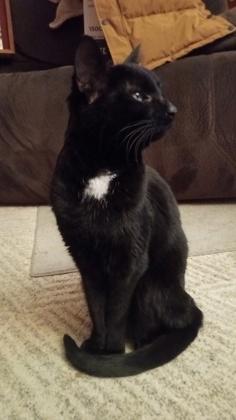 Enlarge Lydia, a Adoptable mixed breed in Columbus, OH image 3/3