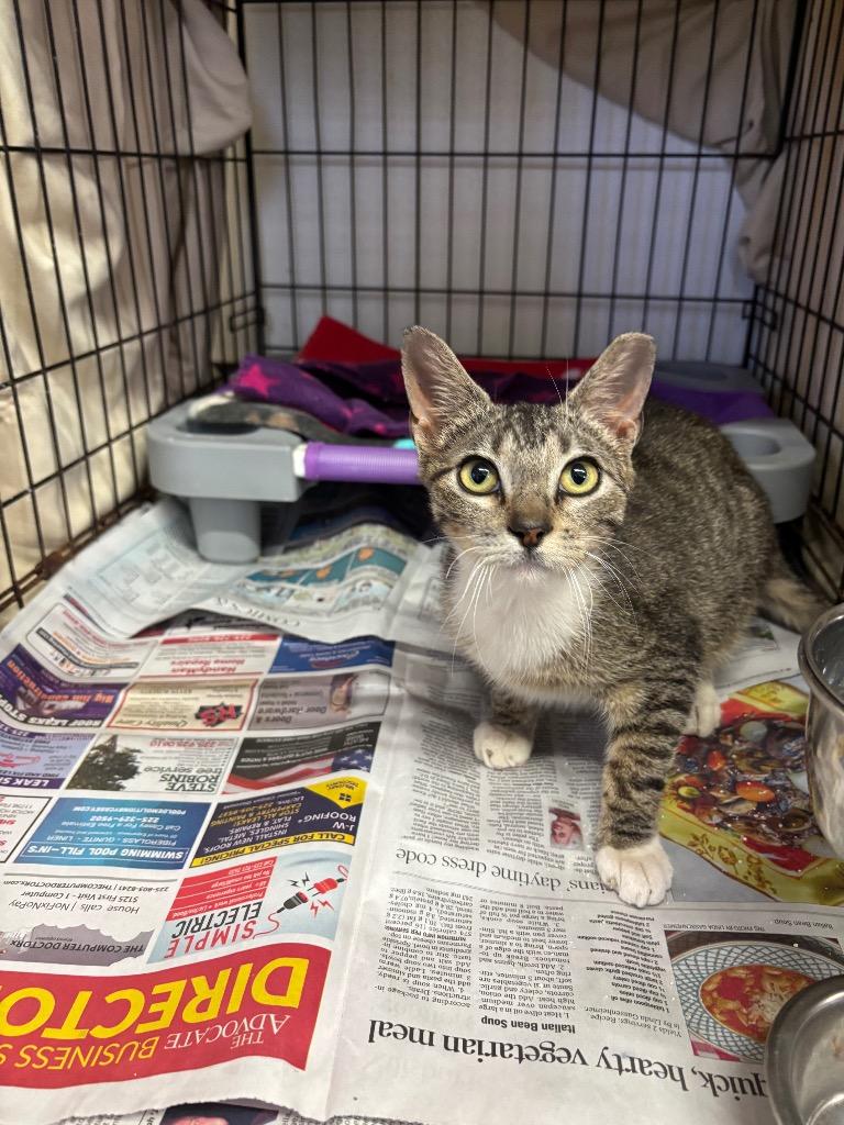 Enlarge Clam Chowder, a Adopted Domestic Short Hair in Sorrento, LA image 1/3