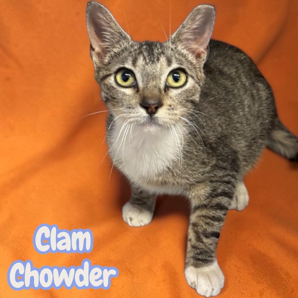 Enlarge Clam Chowder, a Adopted Domestic Short Hair in Sorrento, LA image 2/3