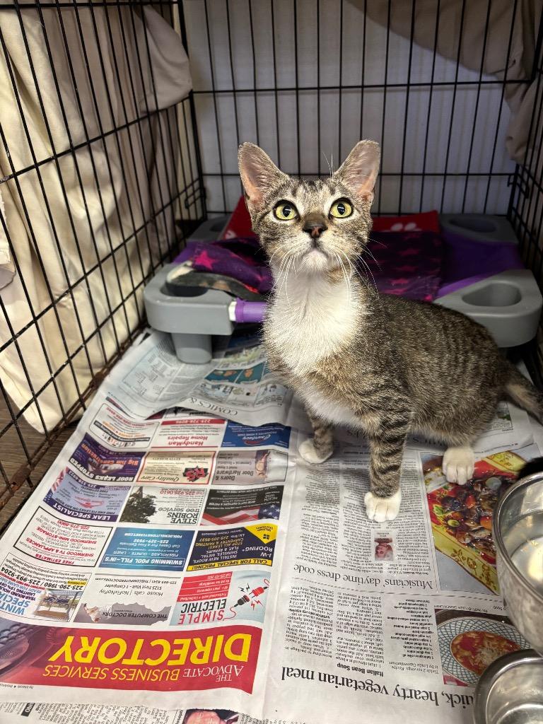 Enlarge Clam Chowder, a Adopted Domestic Short Hair in Sorrento, LA image 3/3