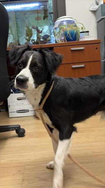 GENESIS - Border Collie / Mixed Breed for adoption in San Antonio