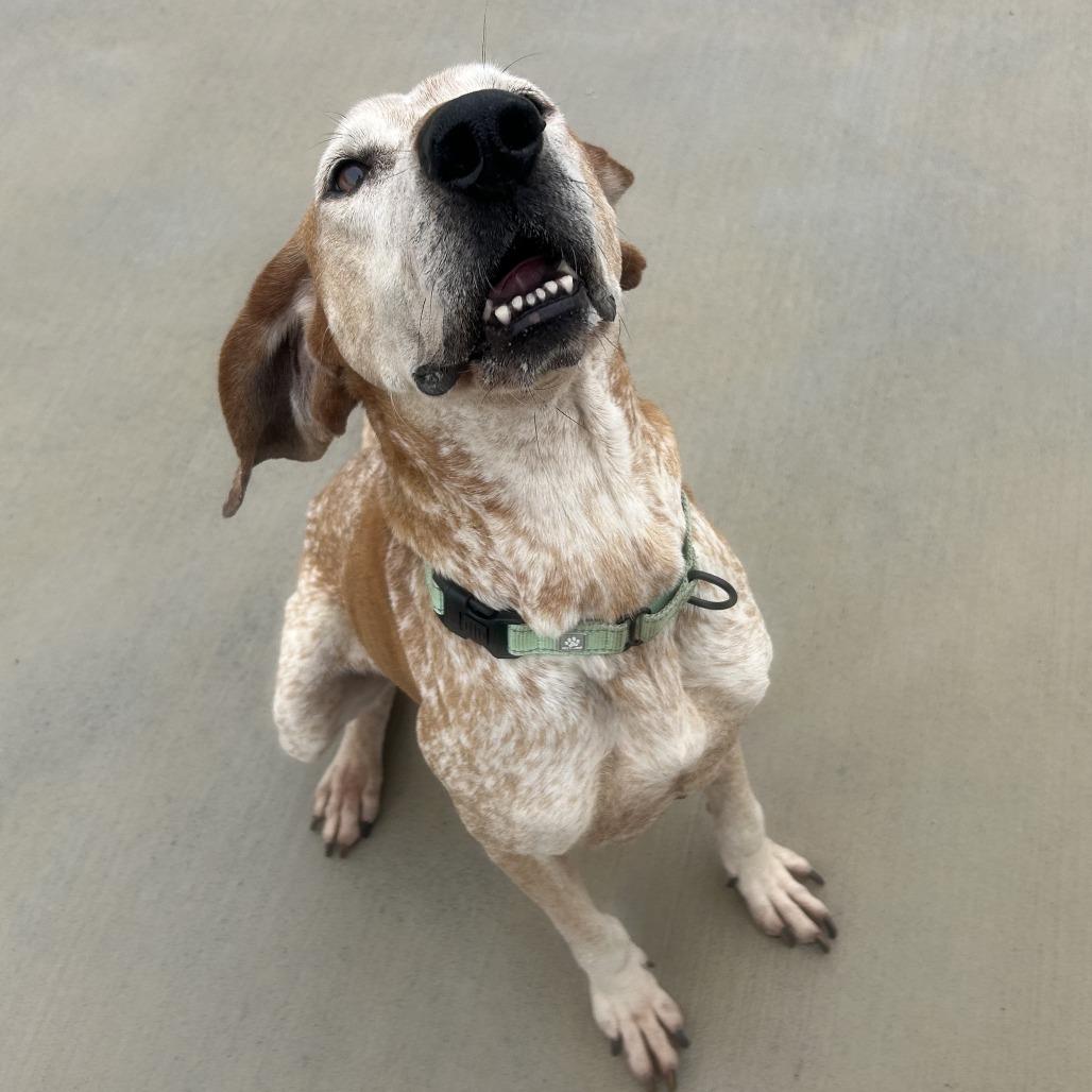 Enlarge Lincoln, a Adoptable Hound in Harrisonburg, VA image 1/6