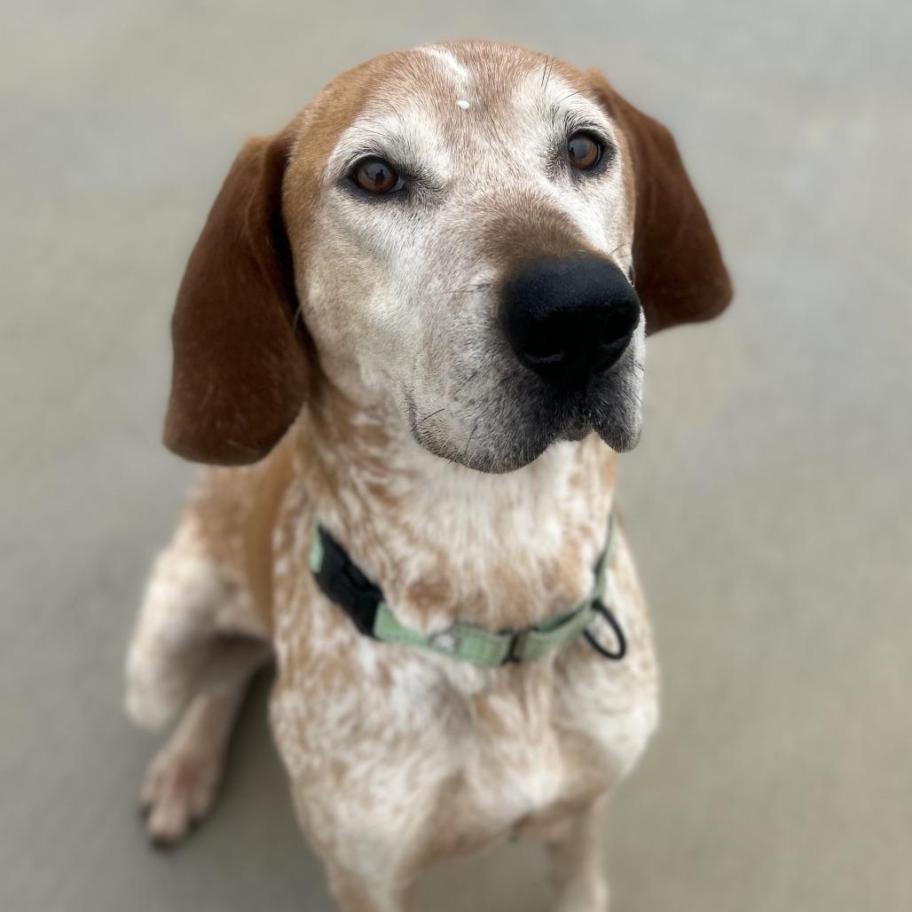 Enlarge Lincoln, a Adoptable Hound in Harrisonburg, VA image 2/6
