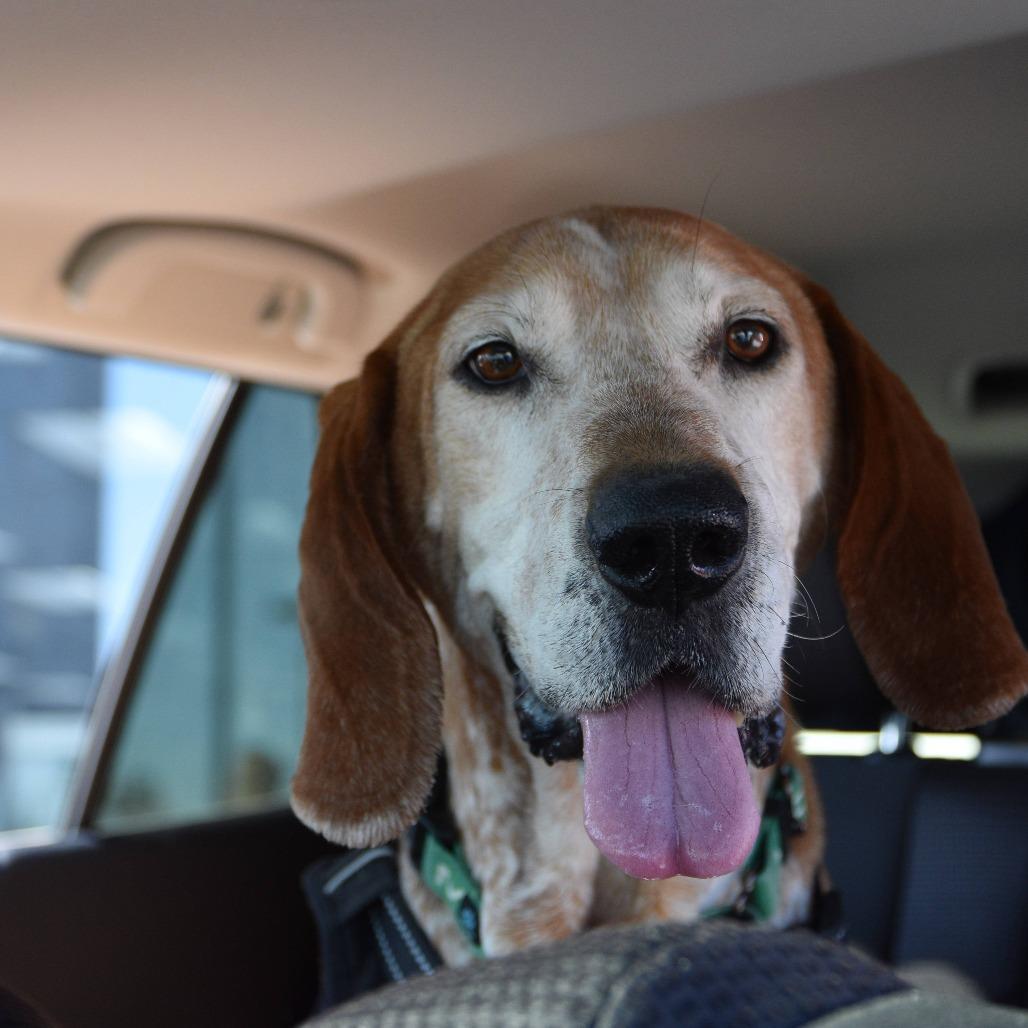Enlarge Lincoln, a Adoptable Hound in Harrisonburg, VA image 3/6