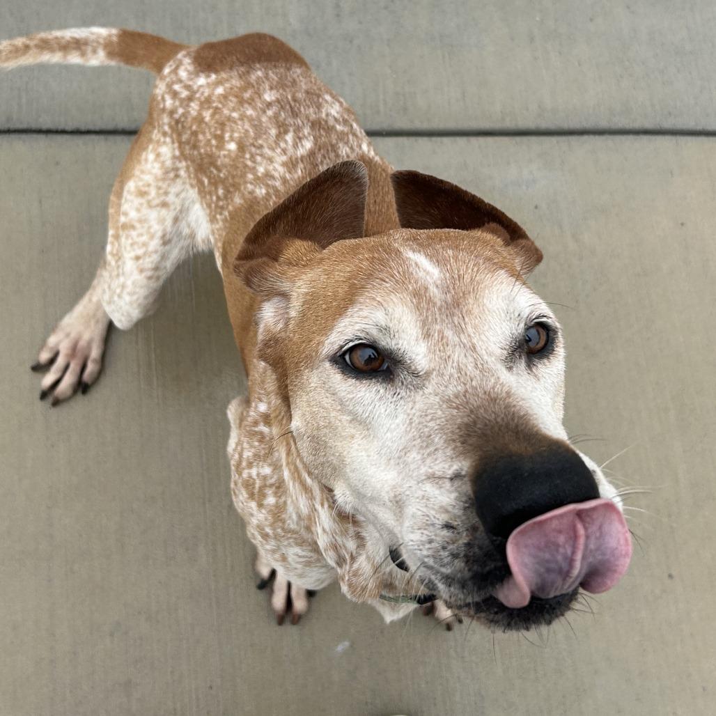 Enlarge Lincoln, a Adoptable Hound in Harrisonburg, VA image 5/6