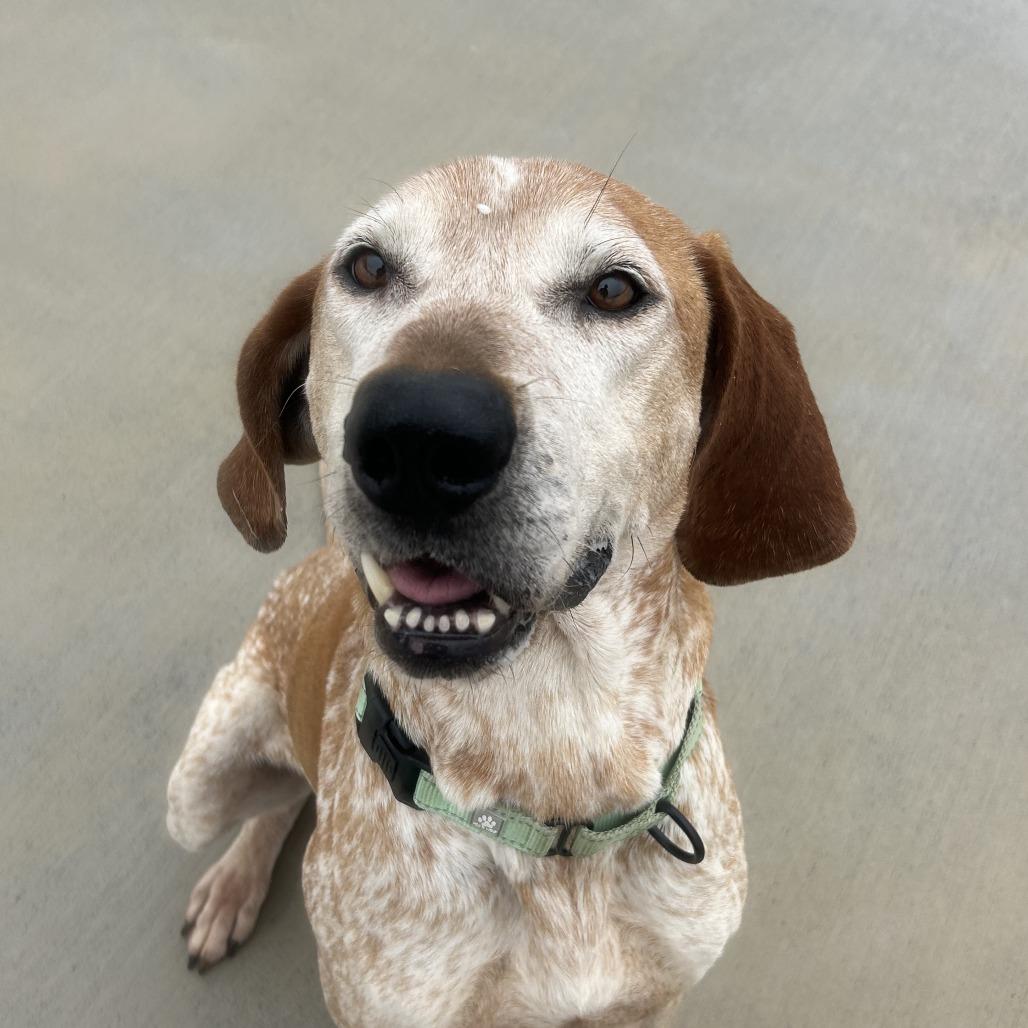 Enlarge Lincoln, a Adoptable Hound in Harrisonburg, VA image 6/6