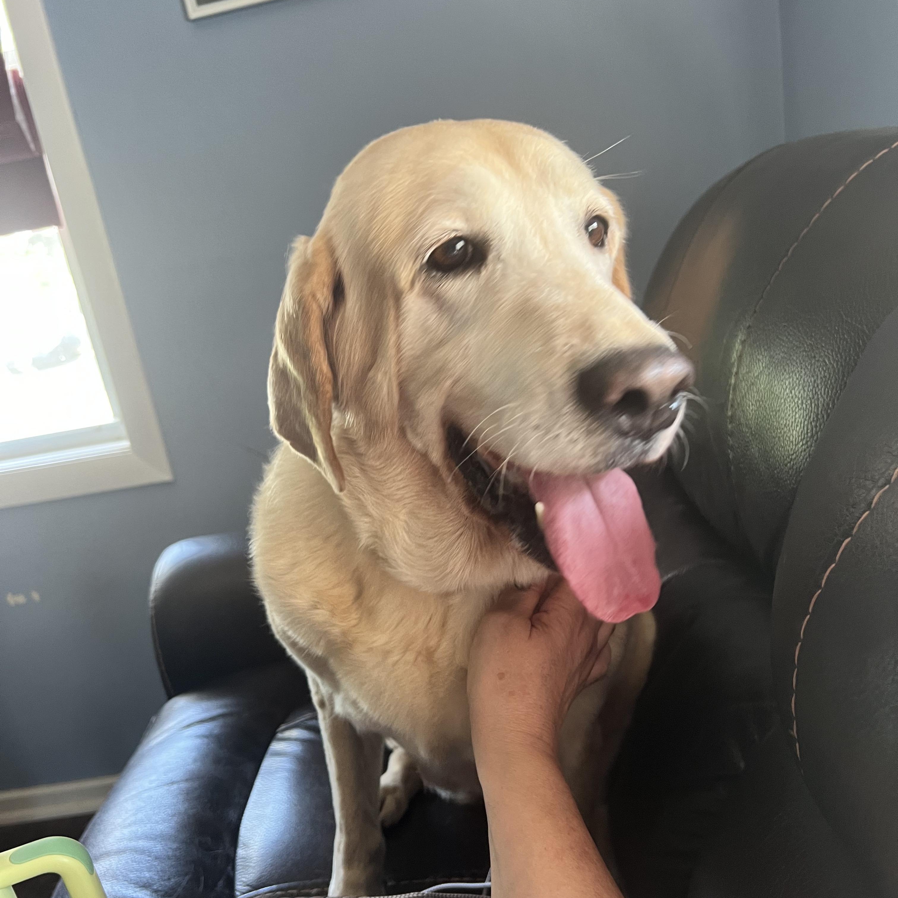 Bella Raye - Fostered in Connecticut photo 3