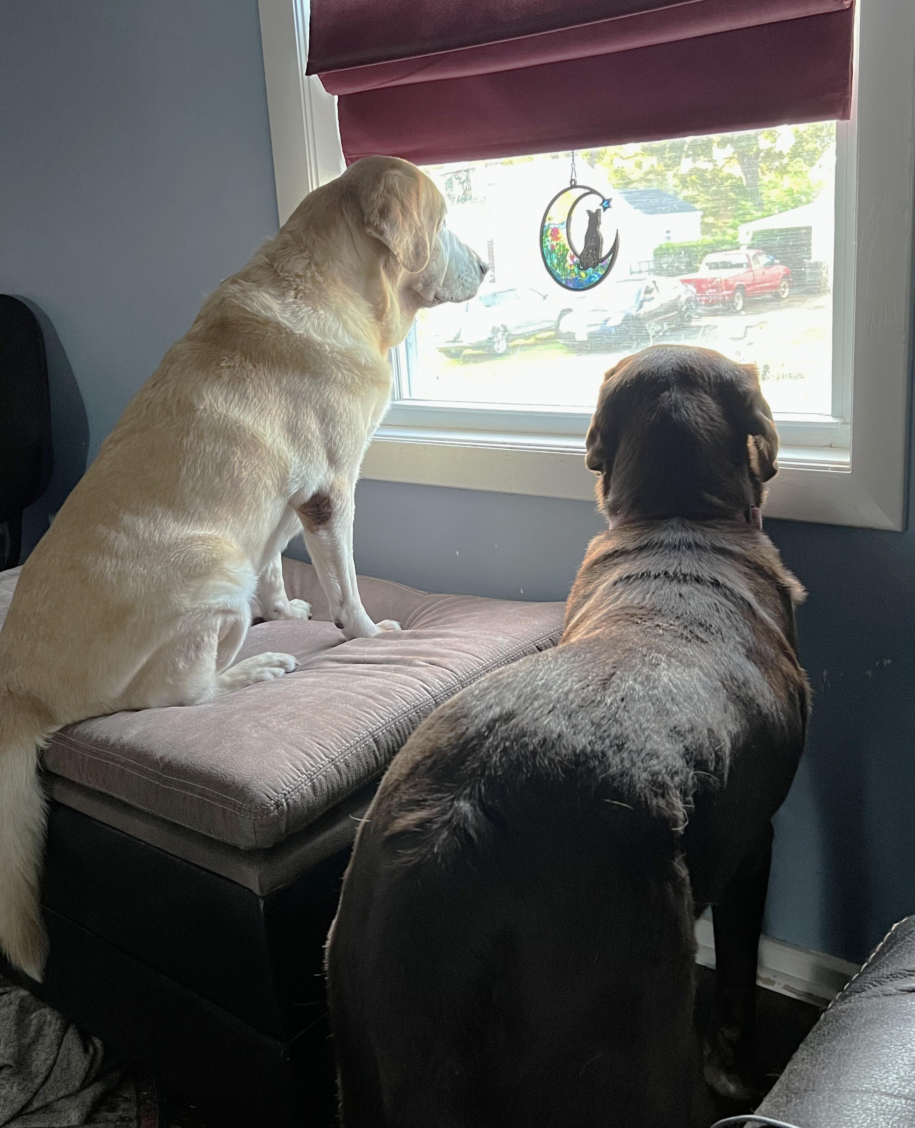 Bella Raye - Fostered in Connecticut photo 2
