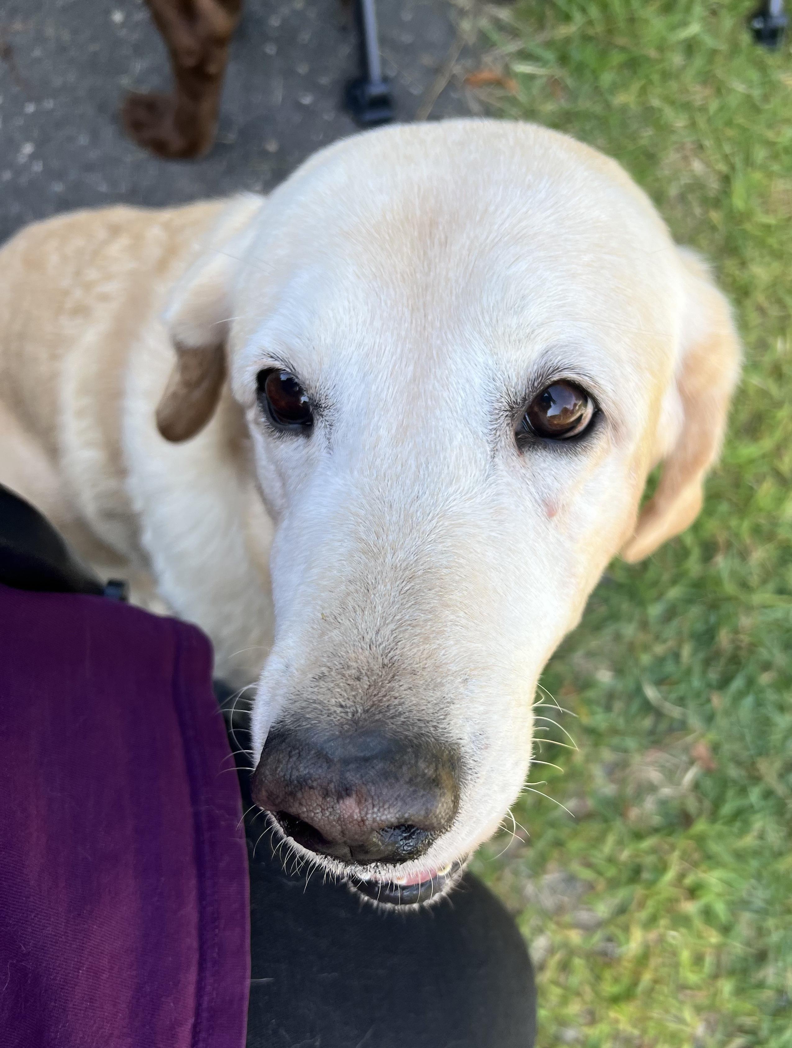 Bella Raye - Fostered in Connecticut photo 5
