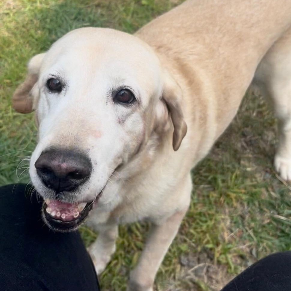 Bella Raye - Fostered in Connecticut, Senior Female unknown