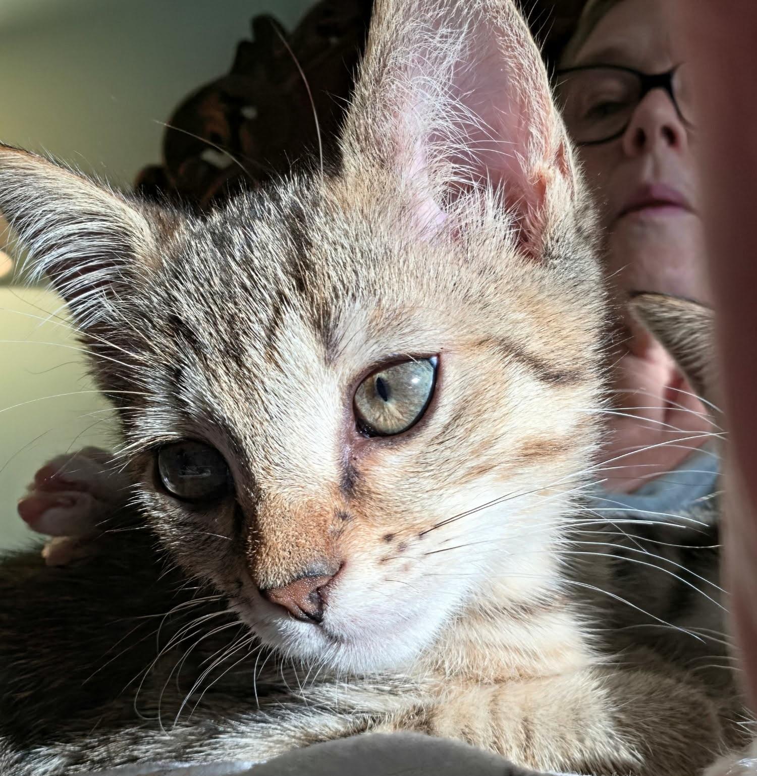 Enlarge Maisie, a Adoptable Tabby in Granite Falls, NC image 3/6