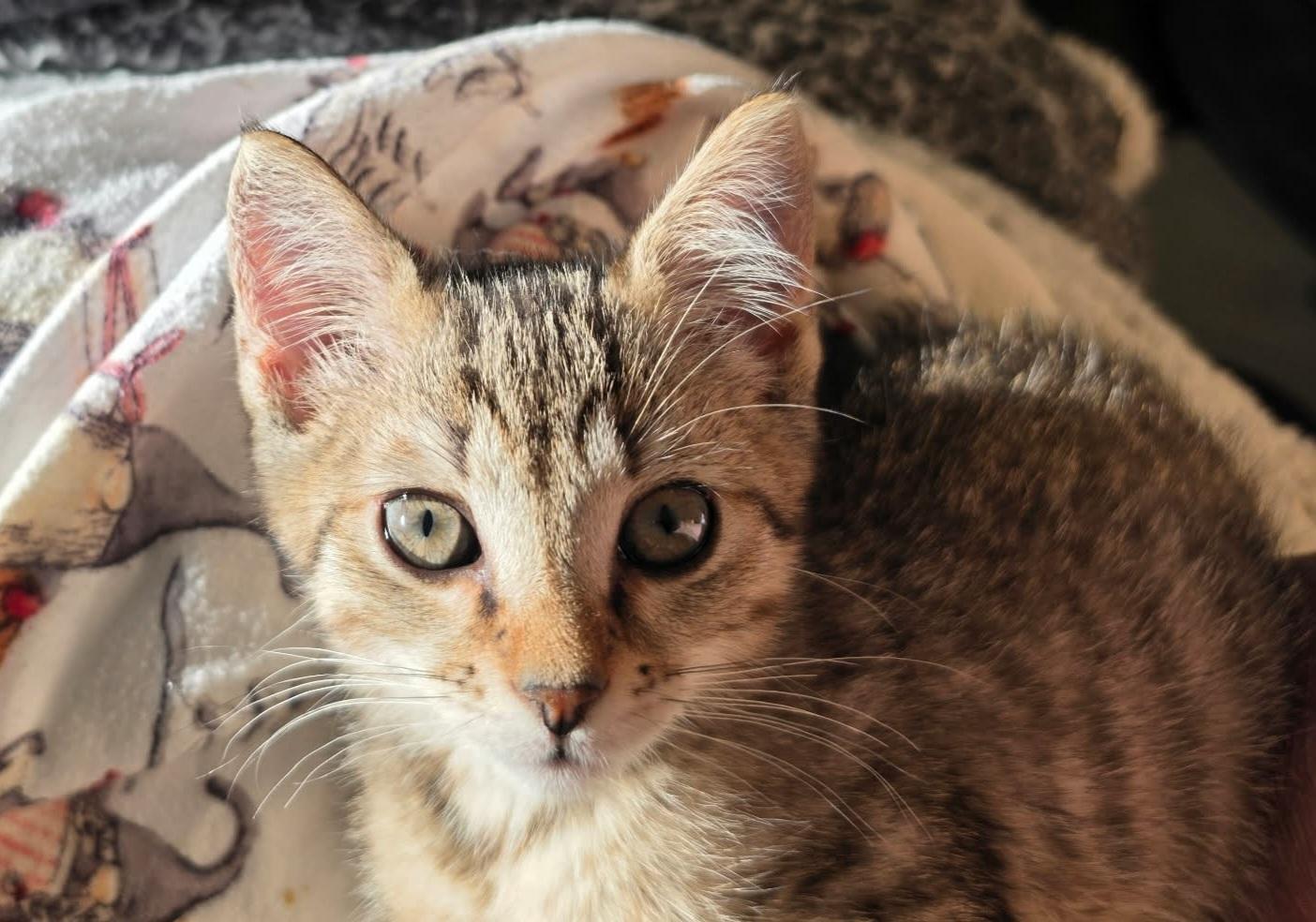 Enlarge Maisie, a Adoptable Tabby in Granite Falls, NC image 6/6
