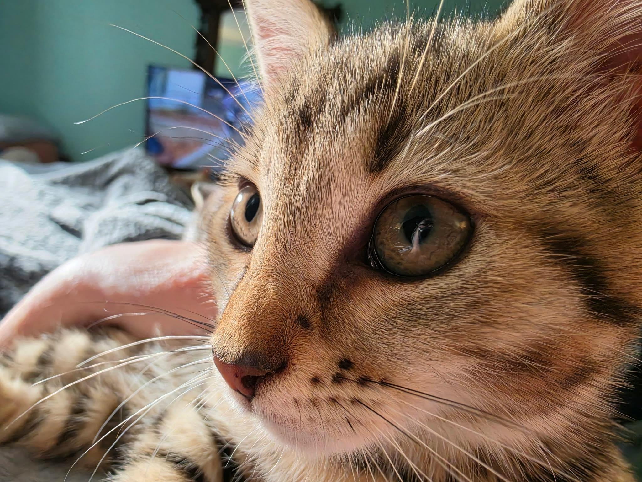 Enlarge Maisie, a Adoptable Tabby in Granite Falls, NC image 5/6