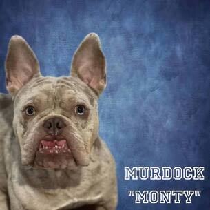 Murdock "Monty", Adopted, Young Male English Bulldog & French Bulldog.