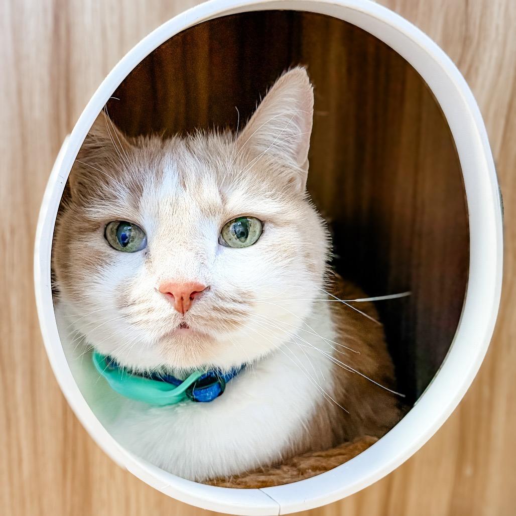 Fargo, Adoptable, Senior Male Domestic Short Hair.