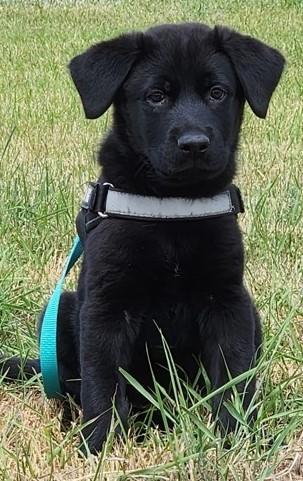 Drake, an adoptable Black Labrador Retriever in Butte, MT, 59701 | Photo Image 1